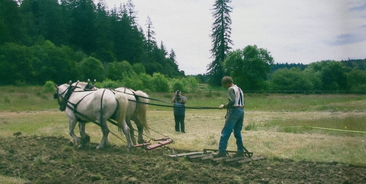 Two draft horses plowing the school farm, 2004.