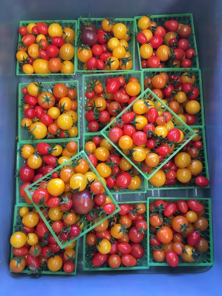 Baskets of red and yellow cherry tomatoes sorted for the farm stand.