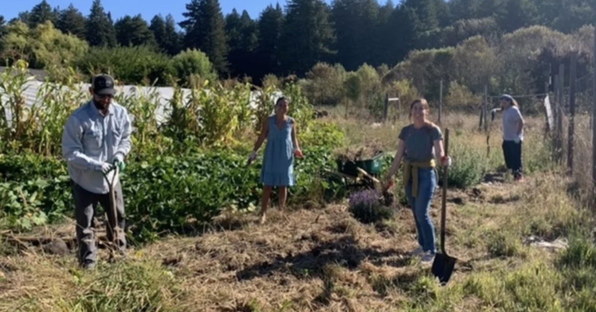 Parents and neighbors working in the school garden on a bright day — clearing beds with shovels and a wheelbarrow, the greenhouse and a ridge of redwoods behind them.