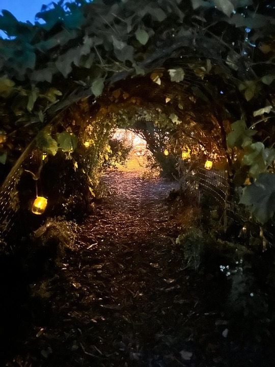 The path into the garden at dusk, an arch of vines hung with jar lanterns.