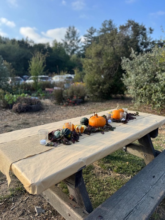 A picnic table set for the evening with pumpkins, gourds and candle jars, the garden and hills behind.
