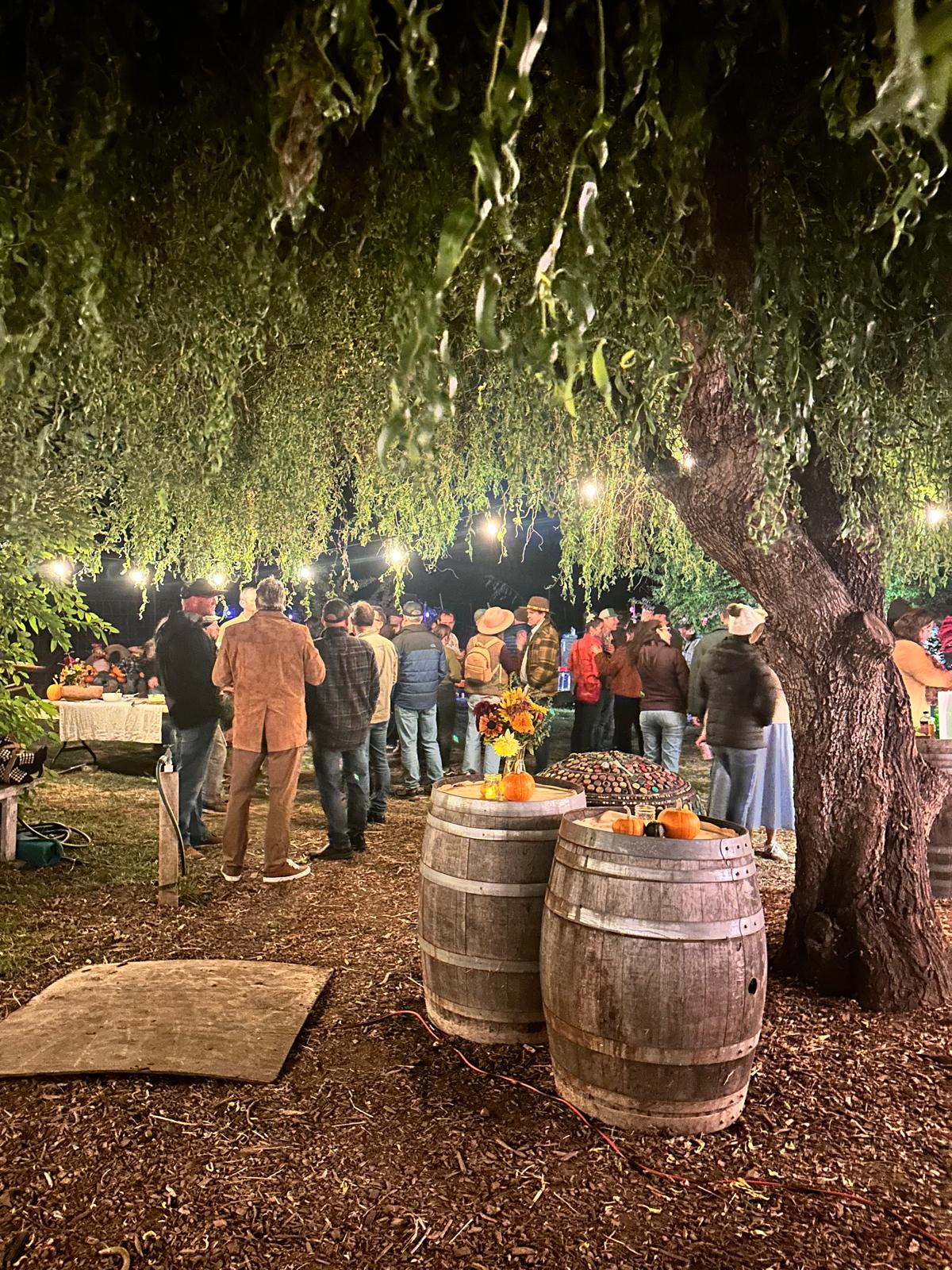 Last year's Autumn Gather at dusk: guests gathered under the willow in the school garden, string lights in the branches, wine barrels with flowers and pumpkins in front.